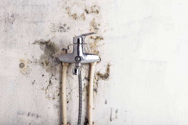 Best Mold Cleaning Services  in Marshalltown, IA