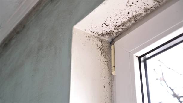 Best Fast Mold Removal  in Marshalltown, IA
