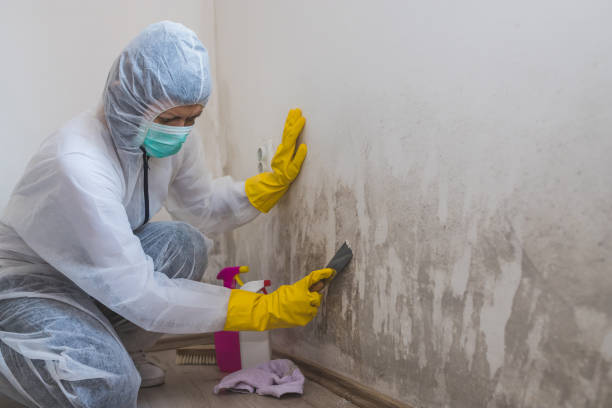 Attic Mold Removal in Marshalltown, IA