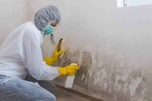 Best Affordable Mold Removal  in Marshalltown, IA