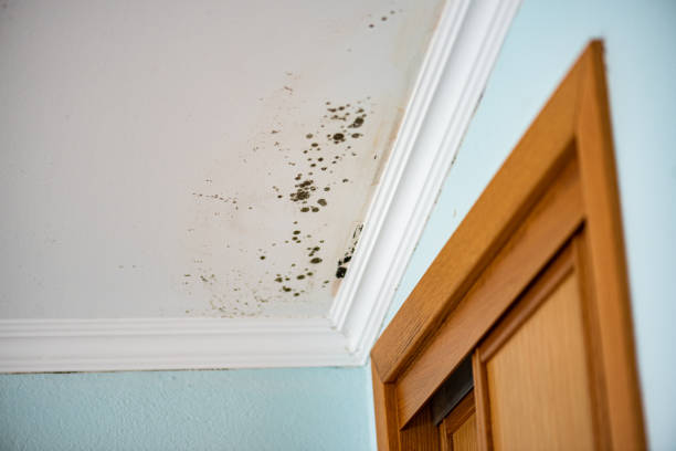 Best Attic Mold Removal  in Marshalltown, IA