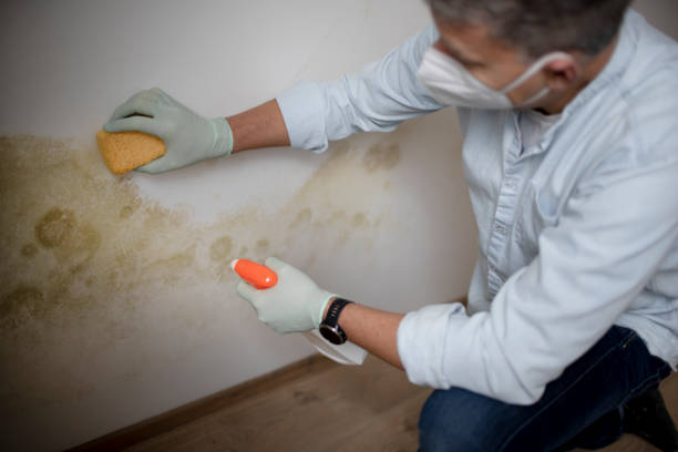 Best Mold Removal Near Me  in Marshalltown, IA