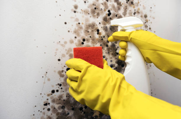 Best Mold Remediation Services  in Marshalltown, IA