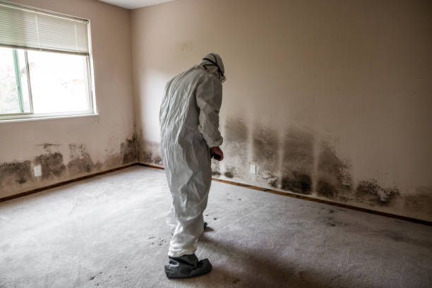 Best Commercial Mold Removal  in Marshalltown, IA