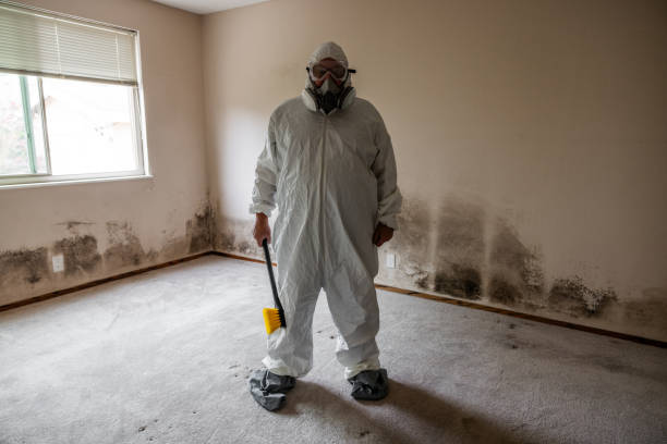 Best Black Mold Removal  in Marshalltown, IA