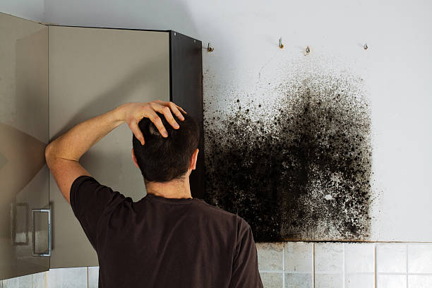 Best Mold Testing  in Marshalltown, IA